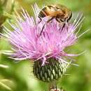 Image of Pyrenean thistle