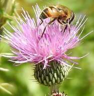 Image de Cirsium pyrenaicum (Jacq.) All.