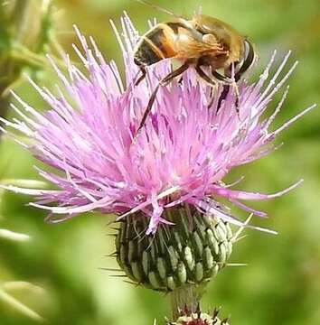 Image of Pyrenean thistle