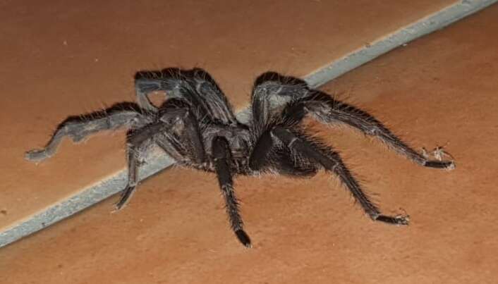 Image of Costa Rican Bluefront Tarantula