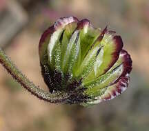 Image of Osteospermum monstrosum (Burm. fil.) J. C. Manning & Goldblatt