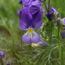 Imagem de Viola lutea subsp. lutea