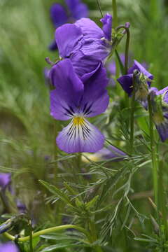 Image of Viola lutea subsp. lutea