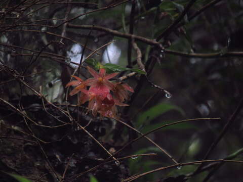 Image of Epidendrum arevaloi (Schltr.) Hágsater