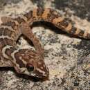 Pachydactylus formosus Smith 1849 resmi