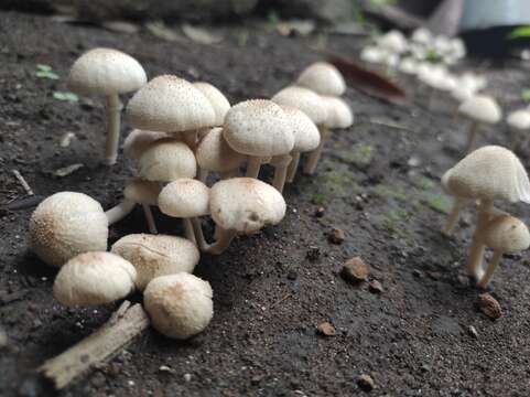 Image of Candolleomyces D. Wächt. & A. Melzer