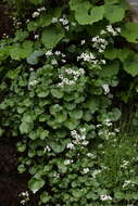 Imagem de Cardamine asarifolia L.