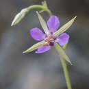 Plancia ëd Clarkia stellata Mosquin