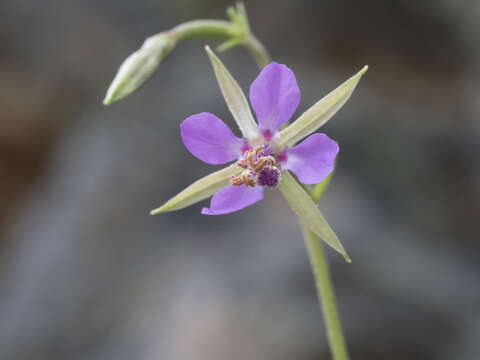 Plancia ëd Clarkia stellata Mosquin