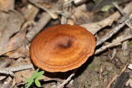 Image of Lentinellus tasmanicus R. H. Petersen 2004