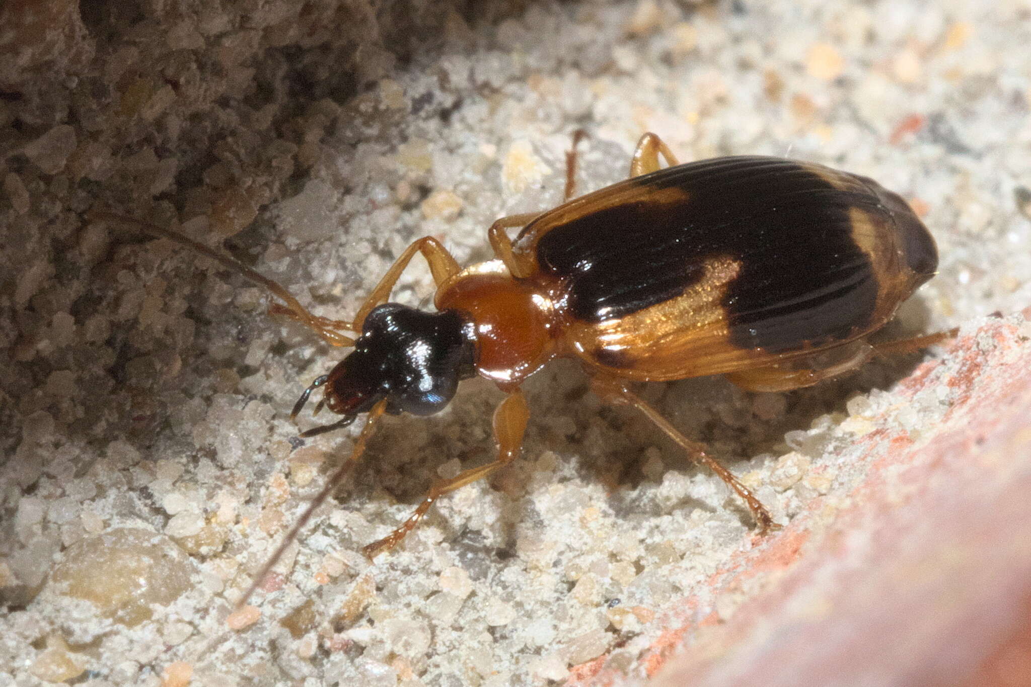 Image of Lebia (Lebia) analis Dejean 1825