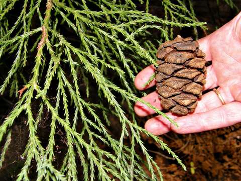 Image of giant sequoia