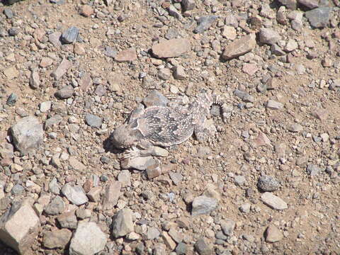 Image of Desert Horned Lizard