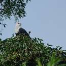 Image of Comoro Blue Pigeon