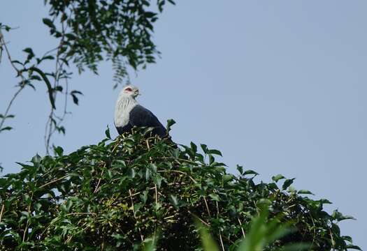 Image of Comoro Blue Pigeon