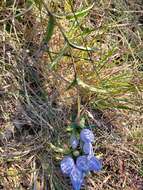 Imagem de Gentiana saponaria L.