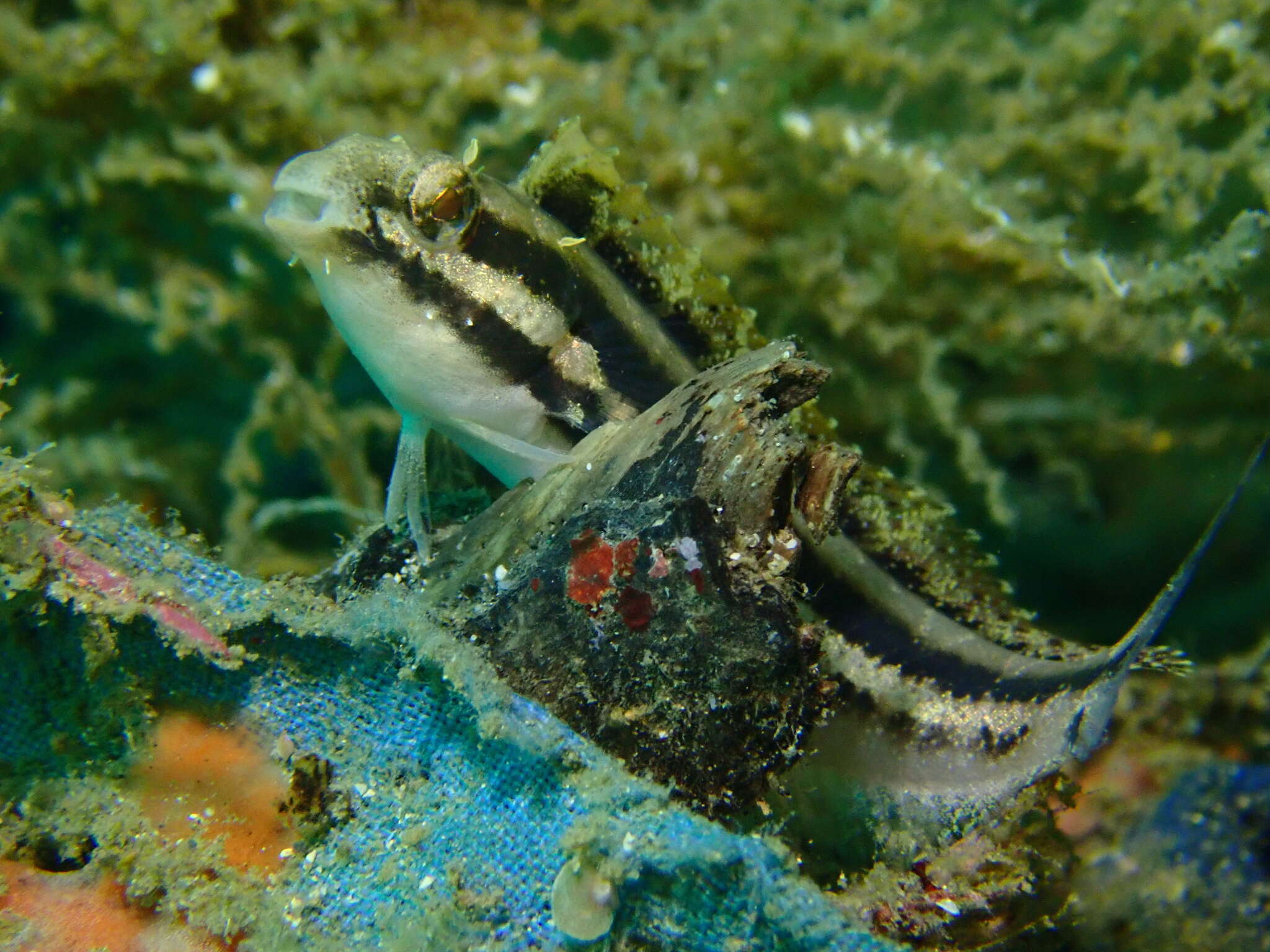 Image of Short-head Sabretooth Blenny