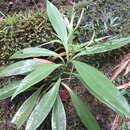 Image of Peperomia sessilifolia C. DC.