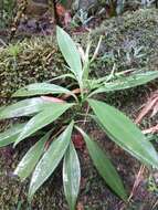 Image of Peperomia sessilifolia C. DC.