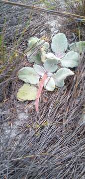 Image of Arctotis verbascifolia Harv.