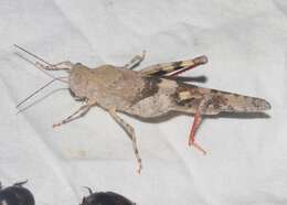 Trimerotropis californica Bruner & L. 1889 resmi