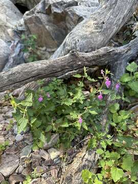 Stachys bigelovii A. Gray resmi