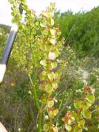 Image de Rumex lativalvis Meisn.