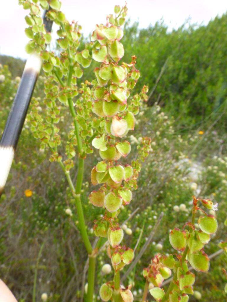 Image of Rumex lativalvis Meisn.