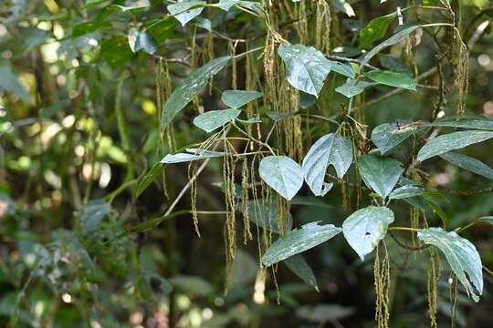 Image of Myriocarpa cordifolia Liebm.