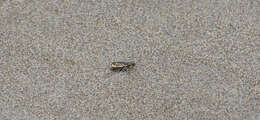 Image of Pacific Coast Tiger Beetle