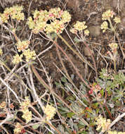 Image of sulphur-flower buckwheat