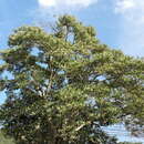 Image of Solanum pseudoquina A. St.-Hil.