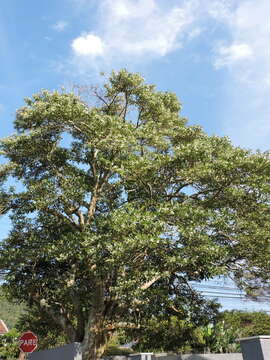 Image of Solanum pseudoquina A. St.-Hil.