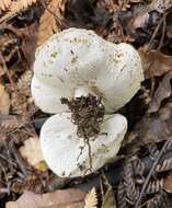 Image of Boletus semigastroideus Nuhn, Manfr. Binder, A. F. S. Taylor, Halling & Hibbett 2013