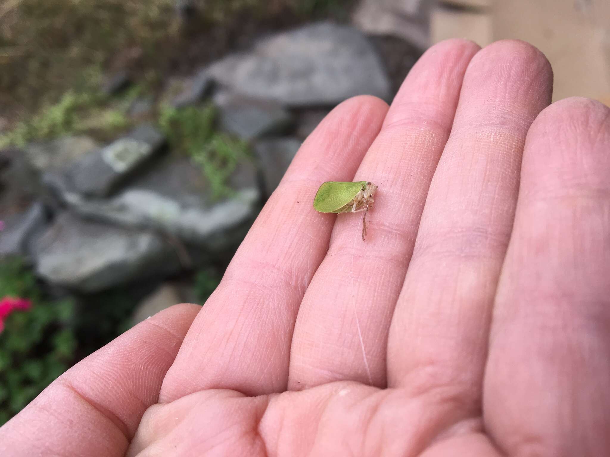 Image of Green Coneheaded Planthopper