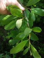 Image of Small-Flower Pawpaw