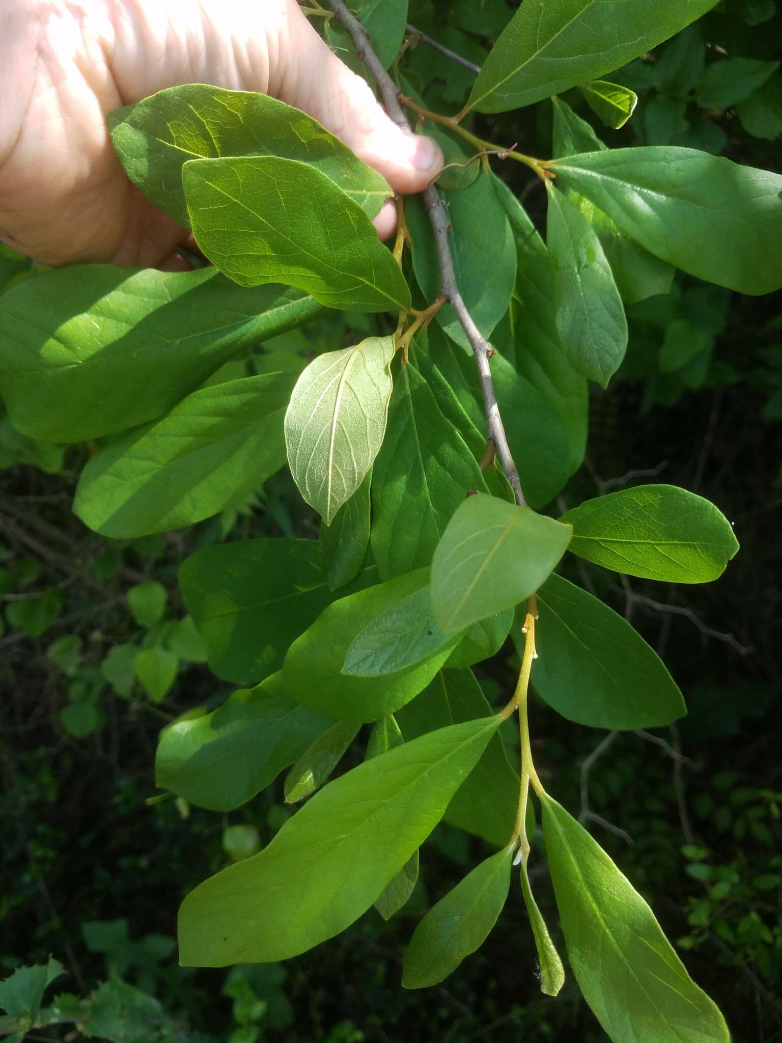 Image of Small-Flower Pawpaw