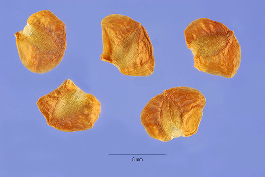 Image of Alaska cedar