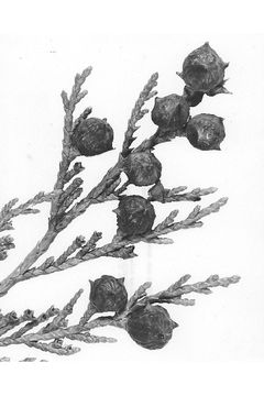 Image of Alaska cedar
