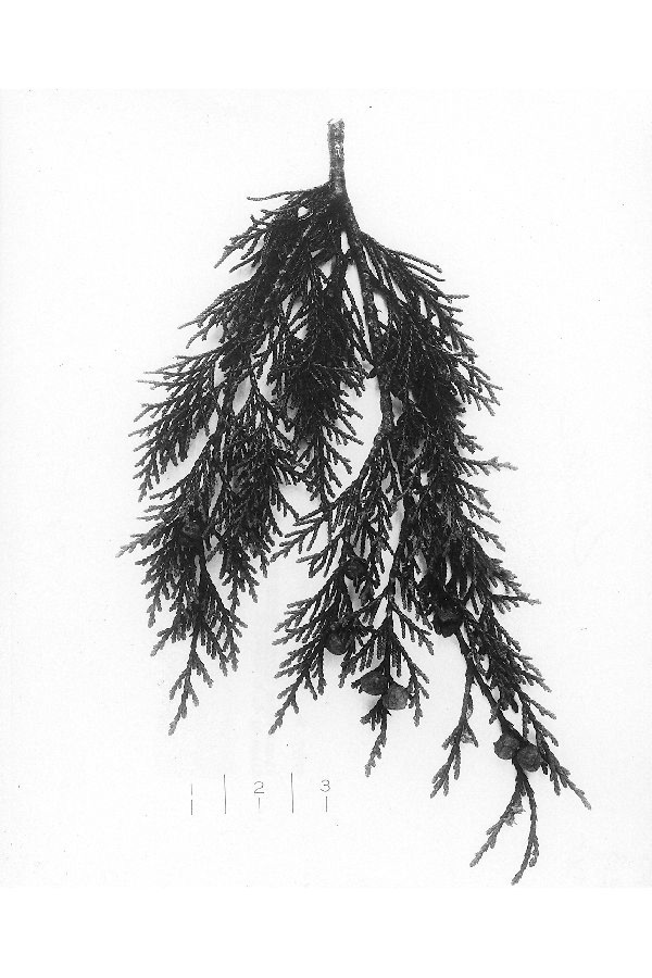 Image of Alaska cedar