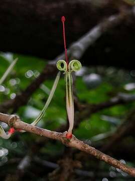 Image of Helicanthes elasticus (Desr.) Danser