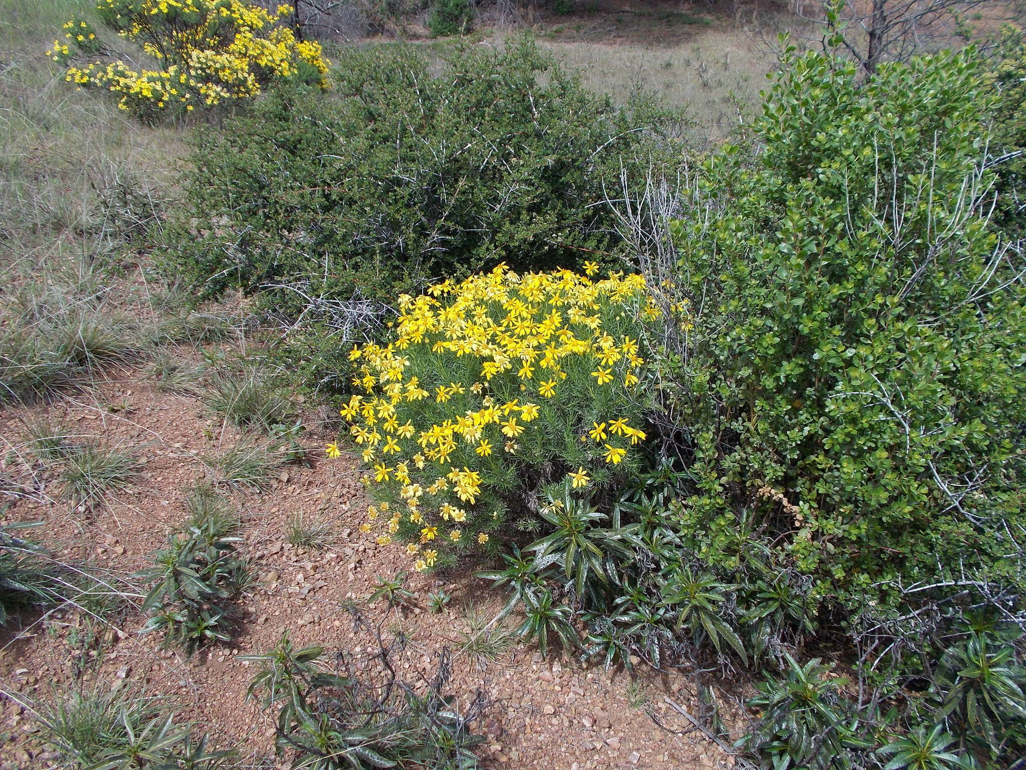 Plancia ëd Ericameria linearifolia (DC.) L. E. Urbatsch & J. R. Wussow