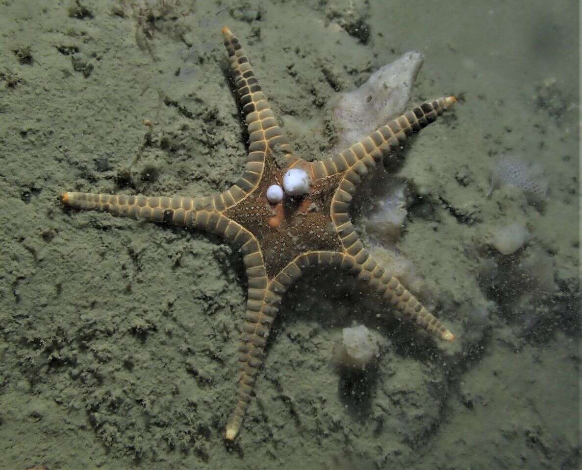 Image of Double Sea Star