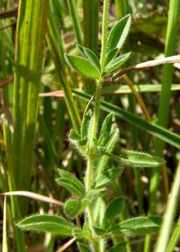 Слика од Syncolostemon parviflorus var. parviflorus