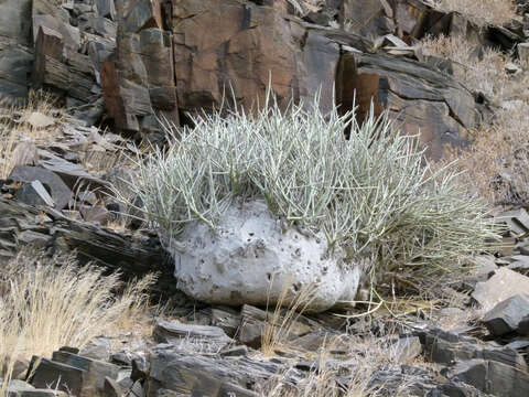 Image of Desert kohlrabi