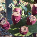 Image of Opuntia stricta var. stricta