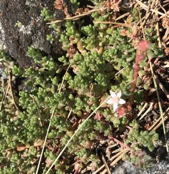 Image of Sedum anglicum Hudson