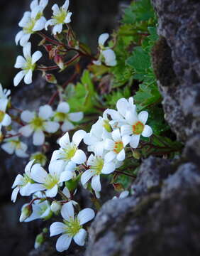 Image of Saxifraga maderensis D. Don