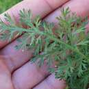 Achillea inundata Kondrat. resmi