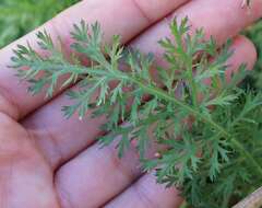 Image of Achillea inundata Kondrat.